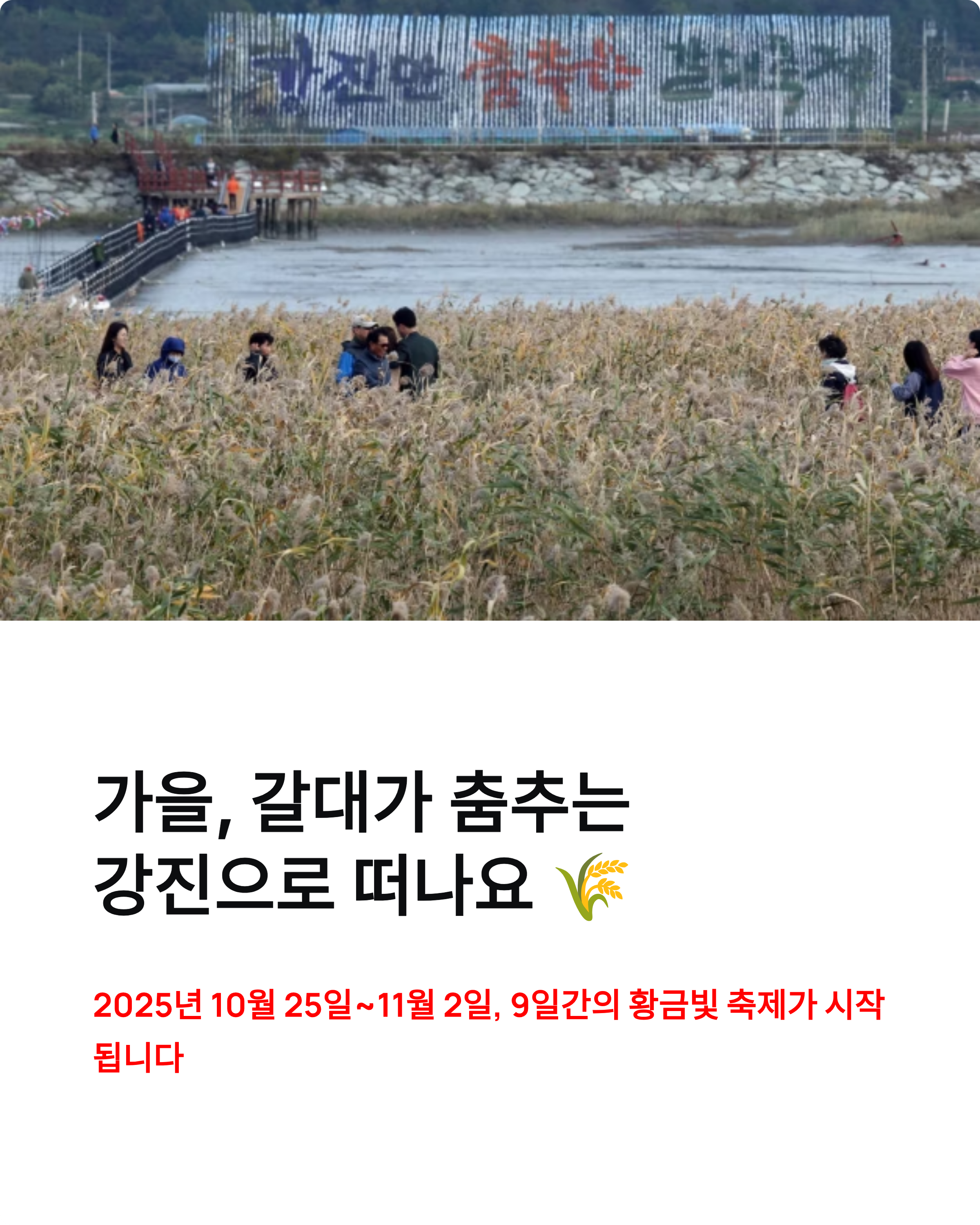 강진만춤추는갈대축제 ❘ 2025 일정·프로그램·가을여행 꿀팁 총정리