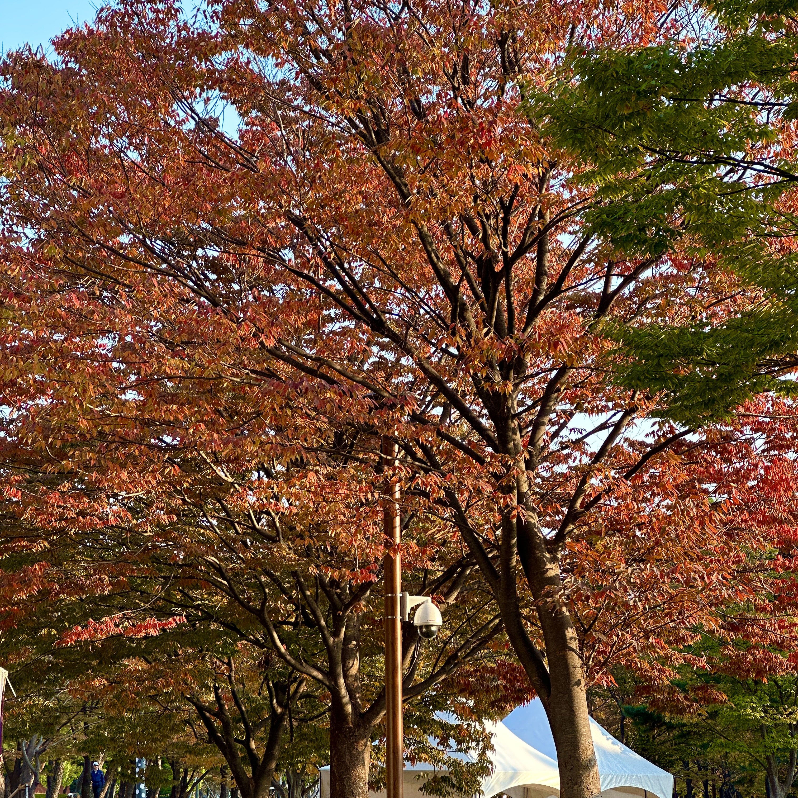 APEC나루공원_단풍