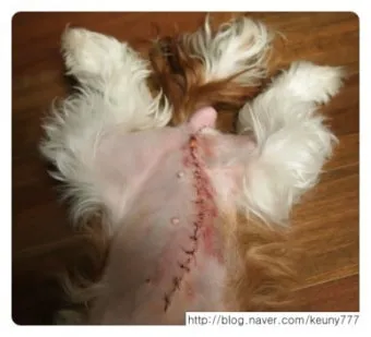 강아지 백내장 수술비용 현실 증상 예방법 보호자 가이드 정리_4