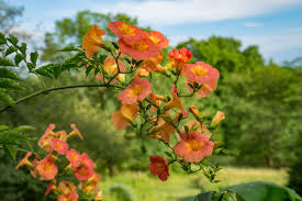능소화 꽃말 묘목 키우기 꽃 명소 개화시기 전설 독성 삽목 시모음