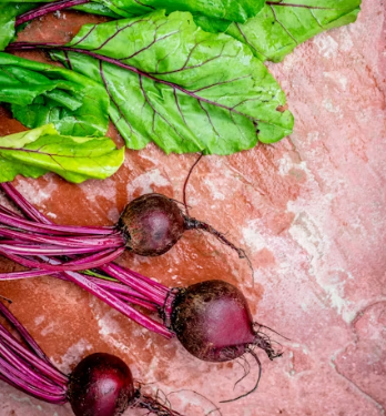 비트 효능 및 부작용 먹는 방법 칼로리 소변색