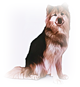 안녕soni
스피츠타입견 그린란드독