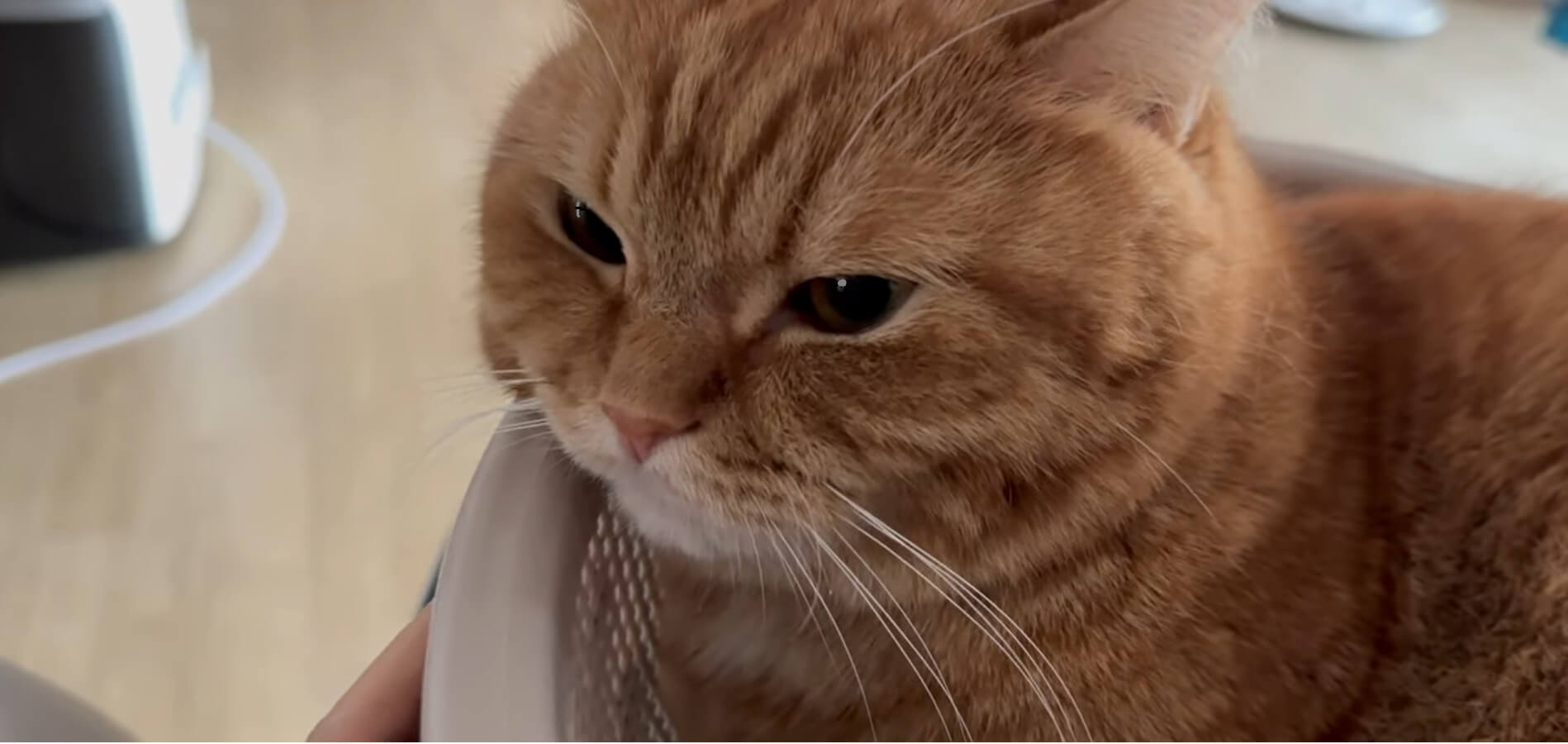 생각하는-귀여운-고양이-모습-사진