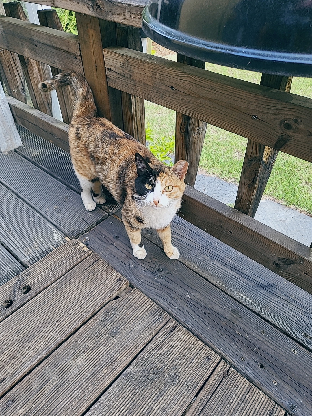 양평 보석상자펜션 고양이 후크