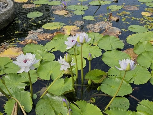 양평 세미원 연꽃