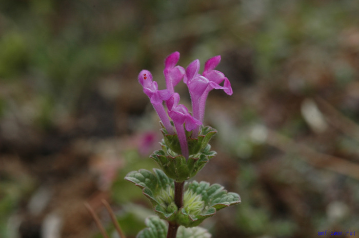 광대나물 부작용