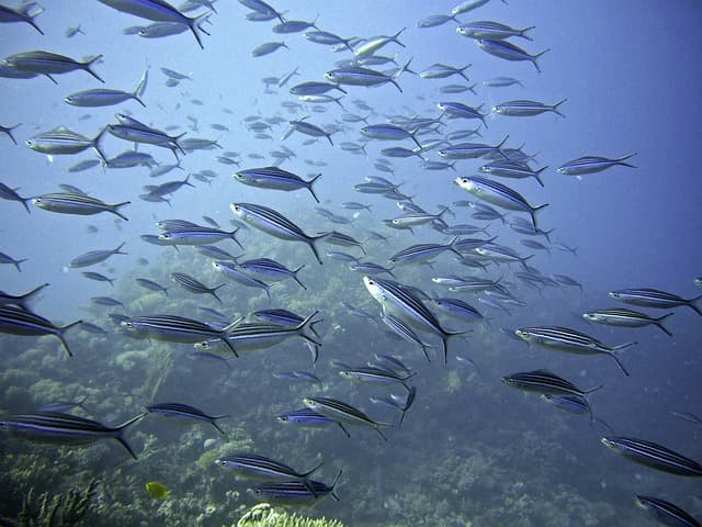 물고기 떼의 움직임을 모방한 AI 군집 알고리즘 연구