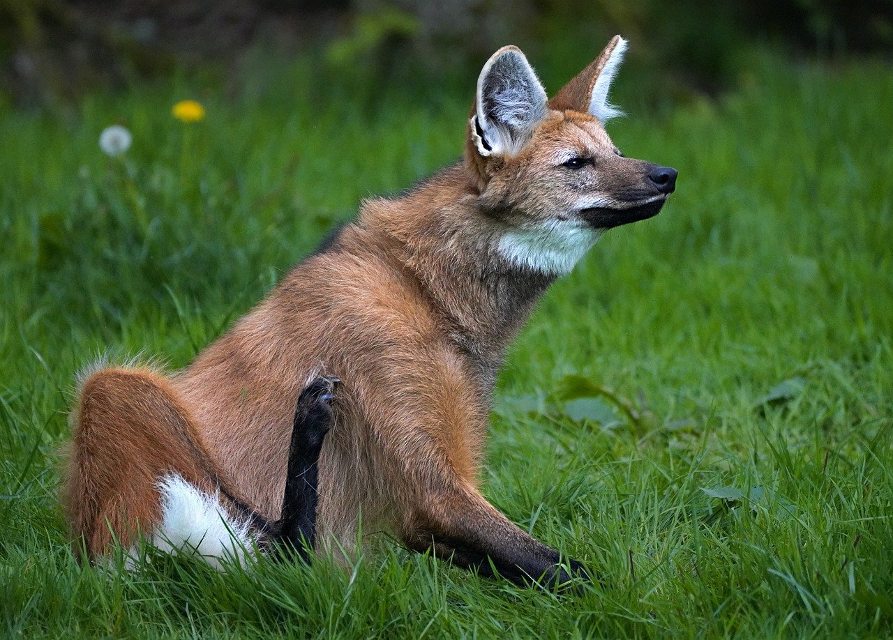 남아메리카 초원에서 쉬고 있는 마네드울프