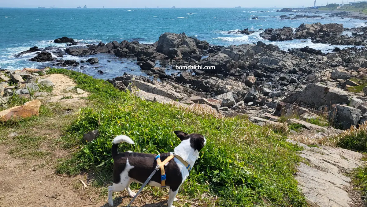 대왕암공원 오토 캠핑장 아래에서 바다를 바라보고 있는 바둑이 보미
