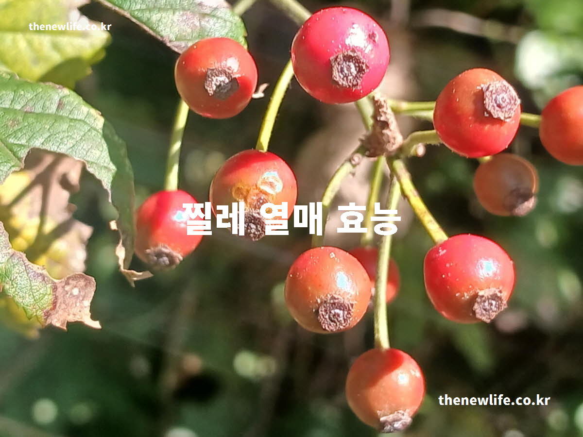 찔레 열매 효능 대표 실사진