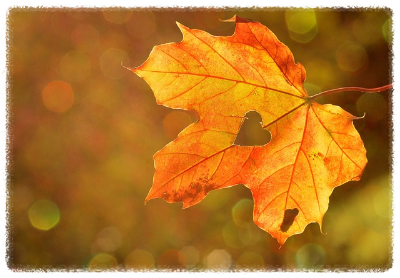 화담숲 가을 단풍 축제 기간 예약 입장료 방법