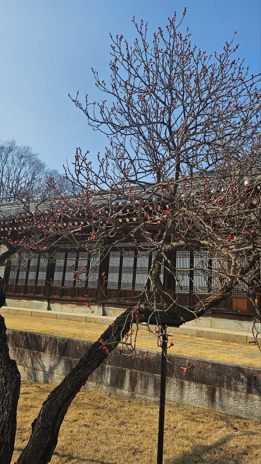 아산 현충사 홍매화 꽃구경