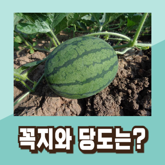 맛있는 수박 고르기 꿀팁