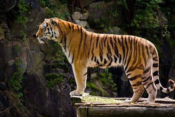 경인 - 호랑이의 모습