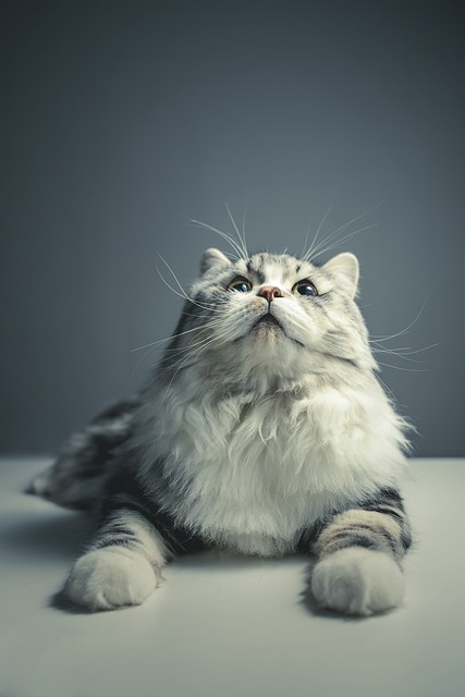 고양이 품종
