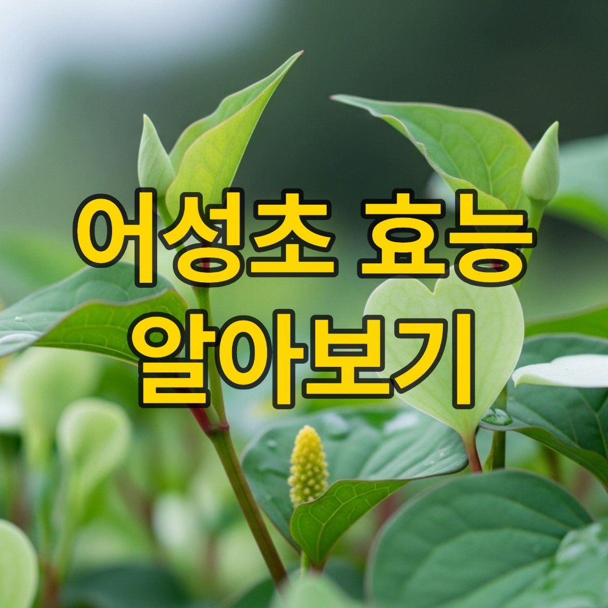 어성초 효능