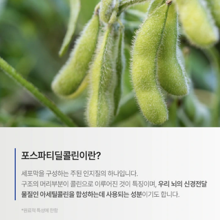 뉴티365 뉴티캄 내돈내산 후기 효과 성분 부작용 복용법 가격