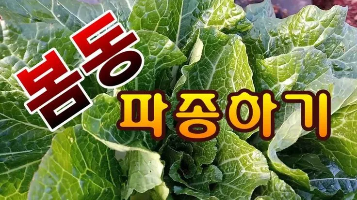 봄동 재배 파종시기 노지 월동 보온 피복 웃거름 타이밍_8