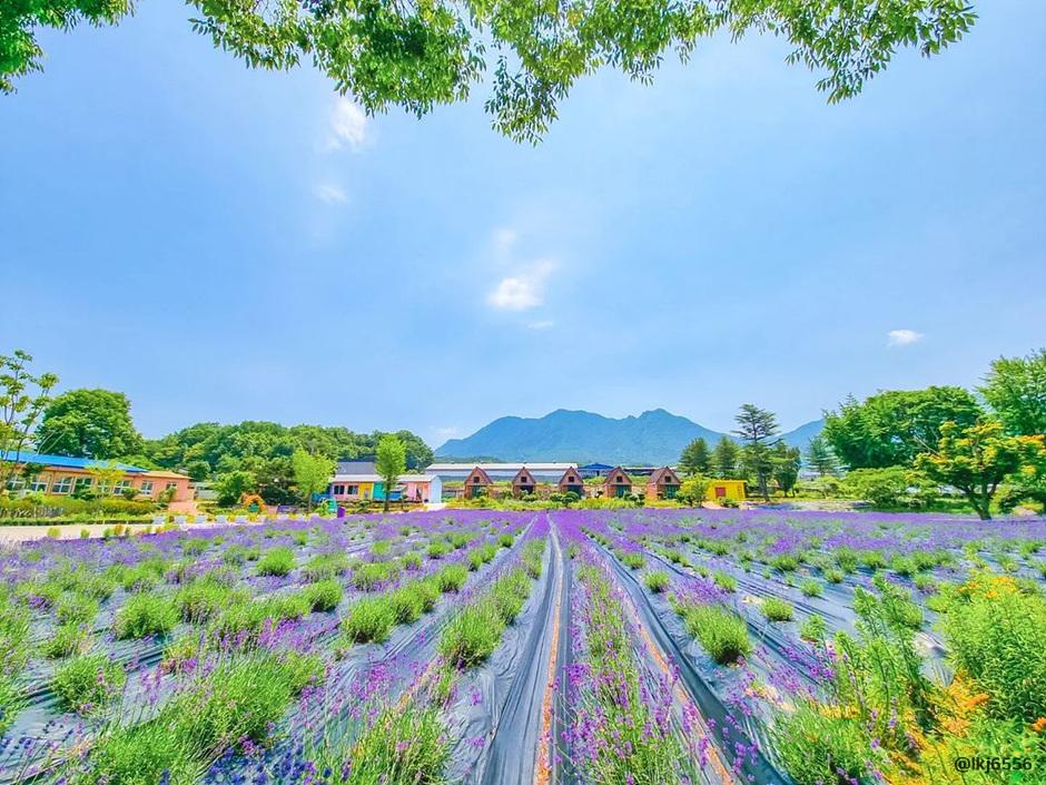 라벤더 명소 개화시기 꽃말