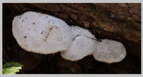 다이어트 식품 추천 송편버섯(근손실 방지)