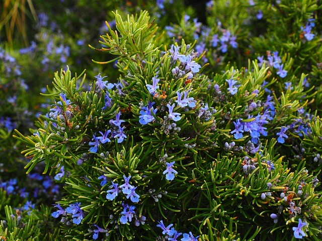 로즈마리 rosemary