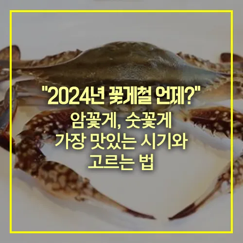 2024년 꽃게철 암꽃게 숫꽃게 가장 맛있는 시기 고르는 법