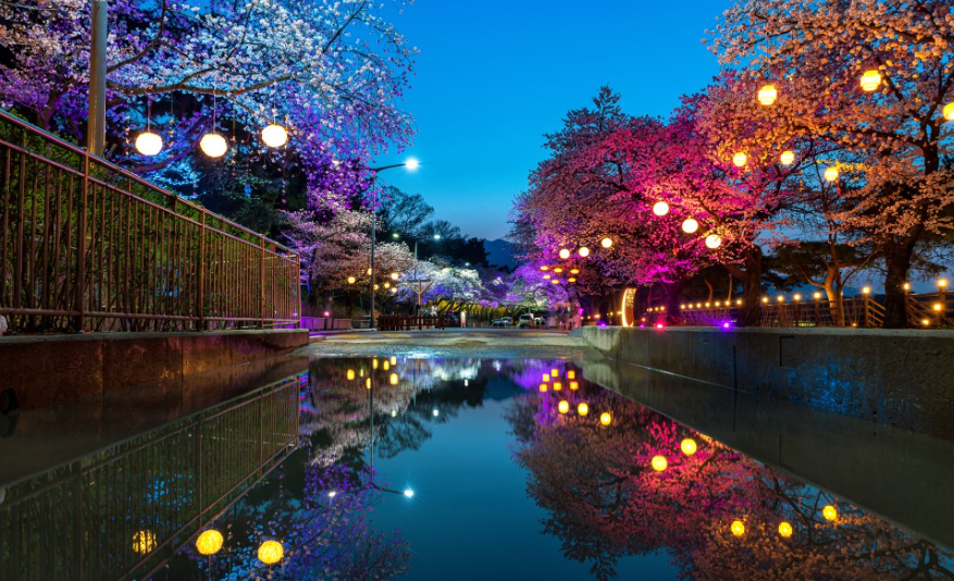 과천 렛츠런파크 야간 벚꽃