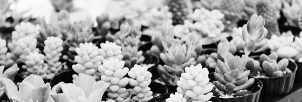 다육이 키우는 법: 물주기