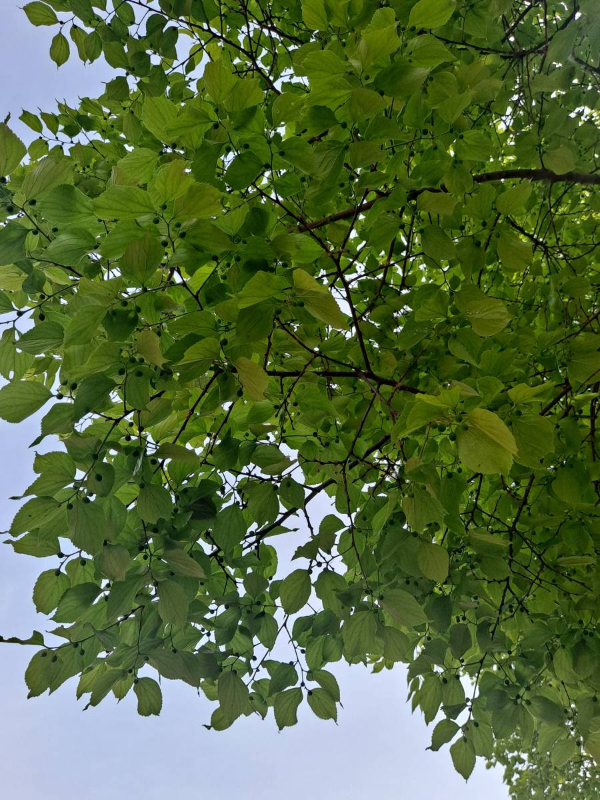 선유도 팽나무 나뭇잎