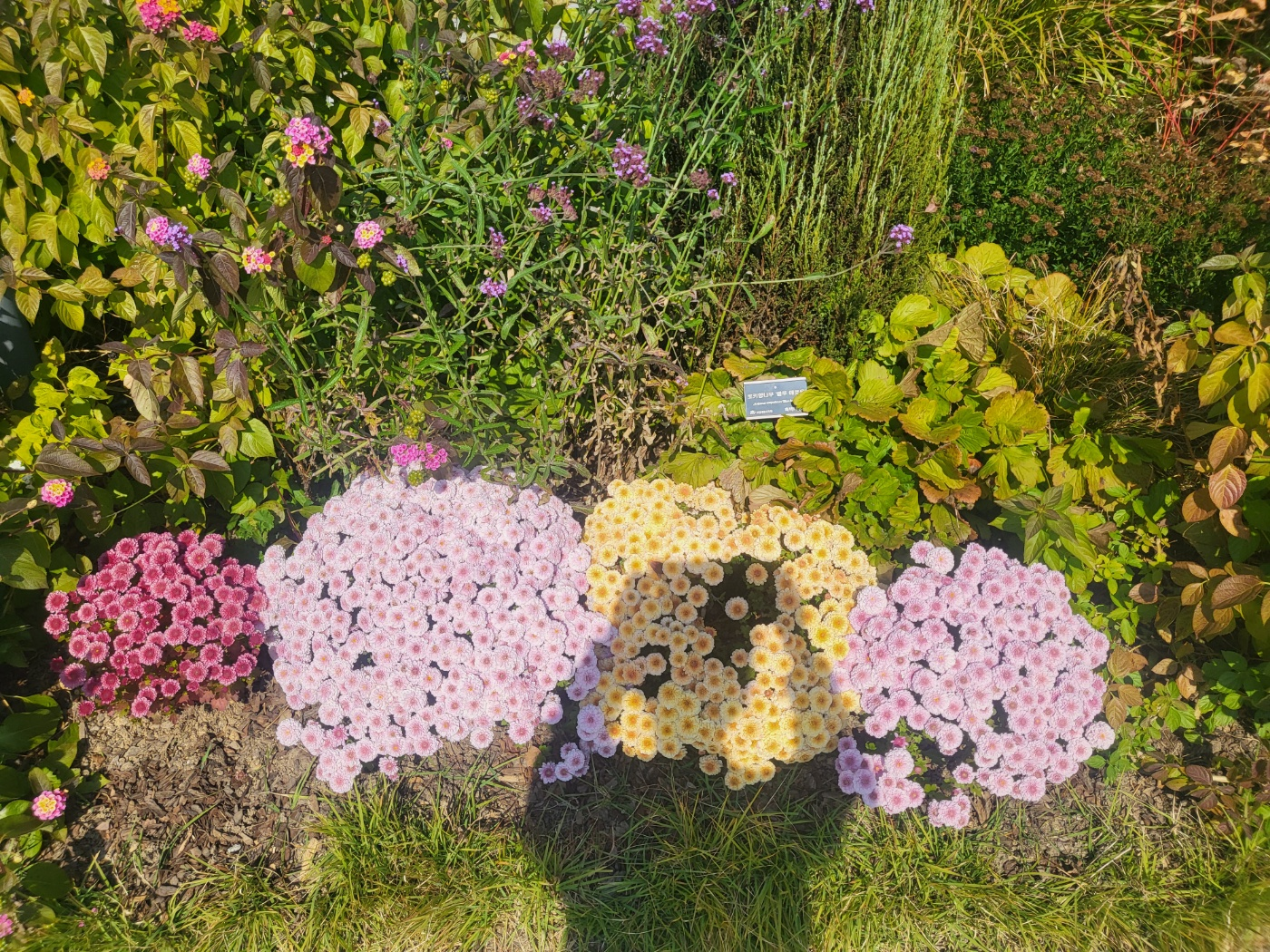 세종 아이와 가볼 만 한 곳 (세종수목원)