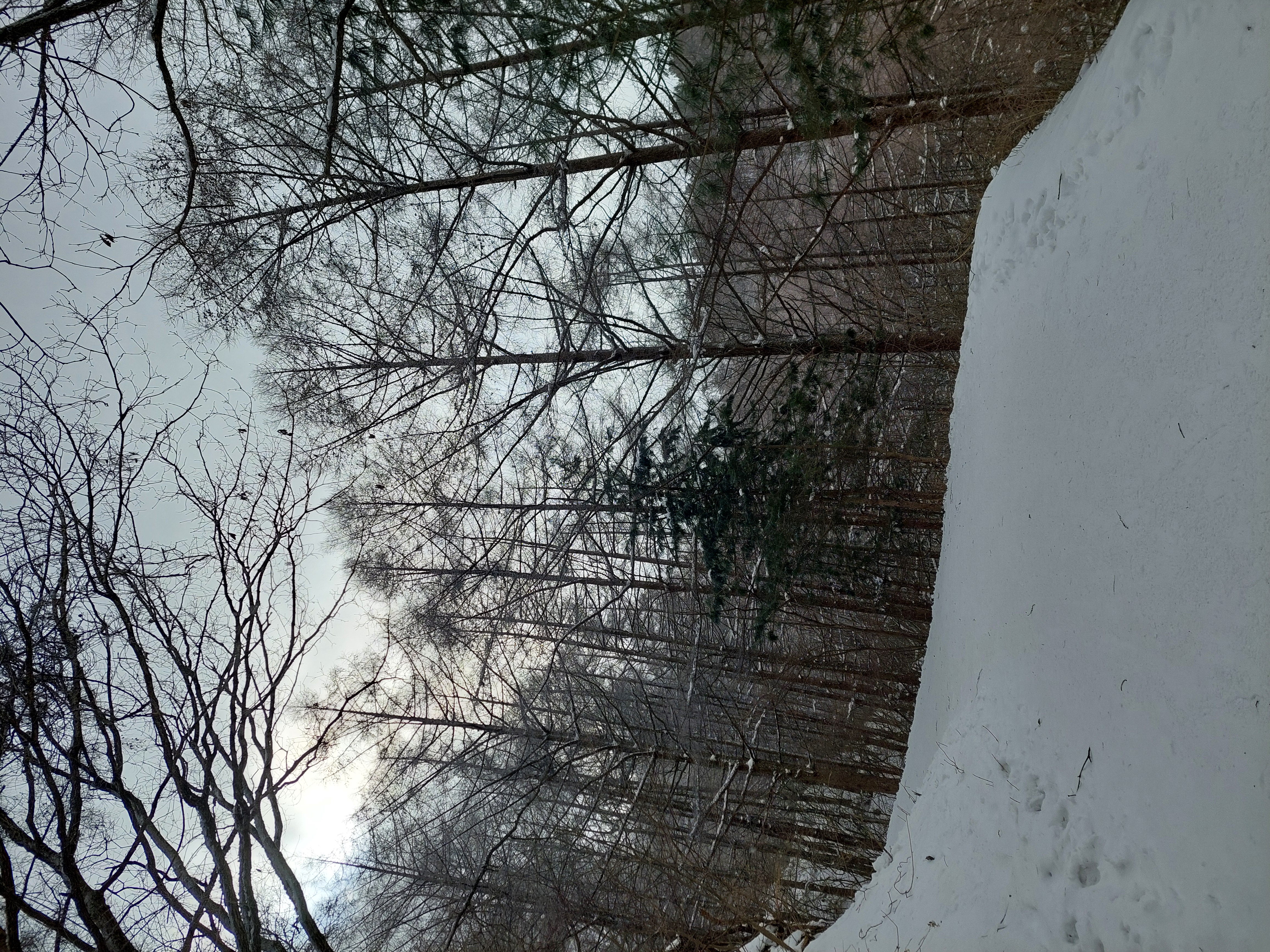 바래봉