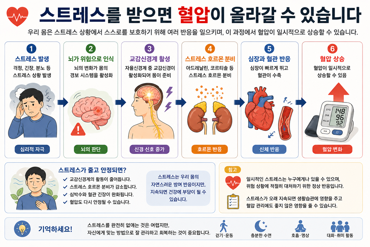 스트레스 자극 뒤 신경과 호르몬 반응이 일시적 혈압 변화로 이어질 수 있음을 설명한 그림