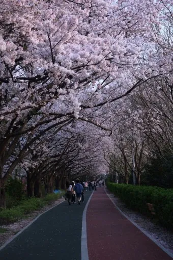 부산 벚꽃 명소 추천 숨겨진 뷰포인트_17