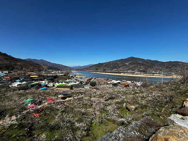 24년 광양 매화 축제 일정 요금 주차