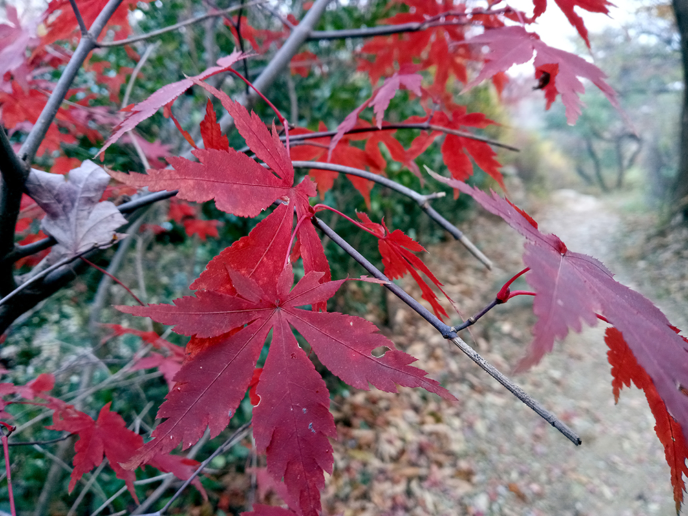 하루 3천보 나홀로걷기 챌린지