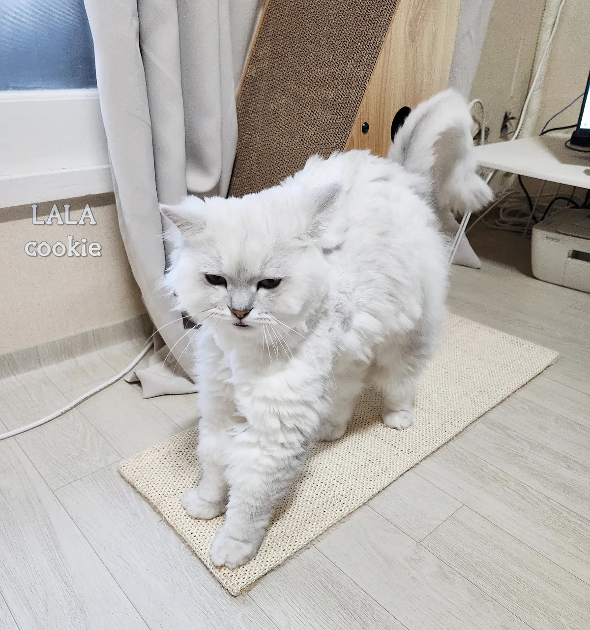 고양이-스크래쳐-추천-자고-일어난-고양이