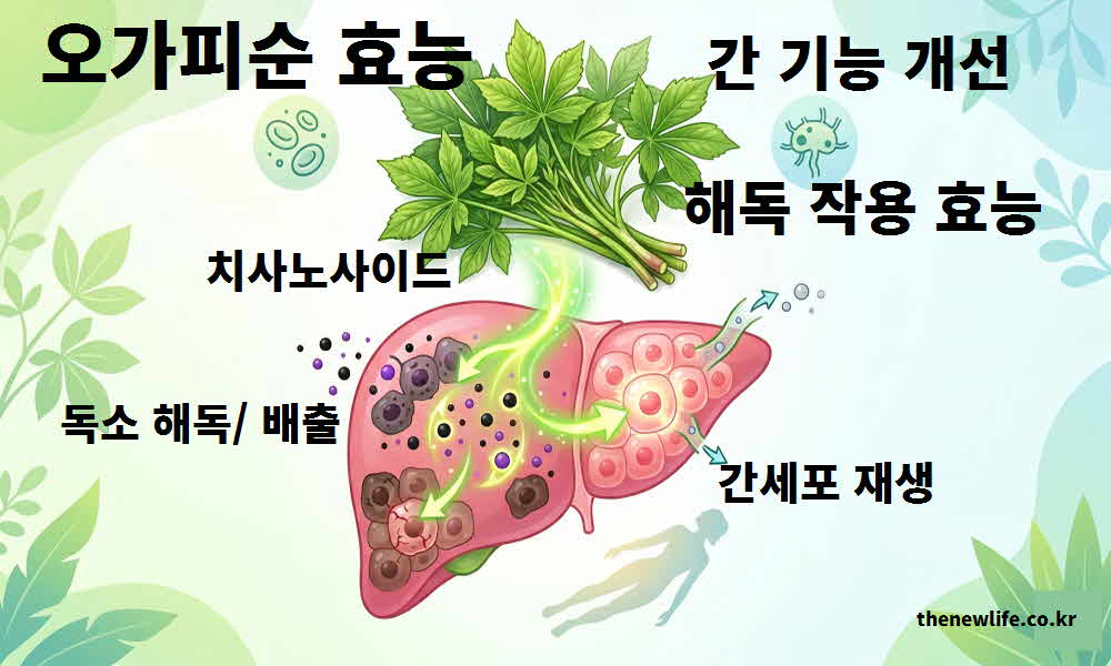 오가피순 간 기능 개선 해독 작용