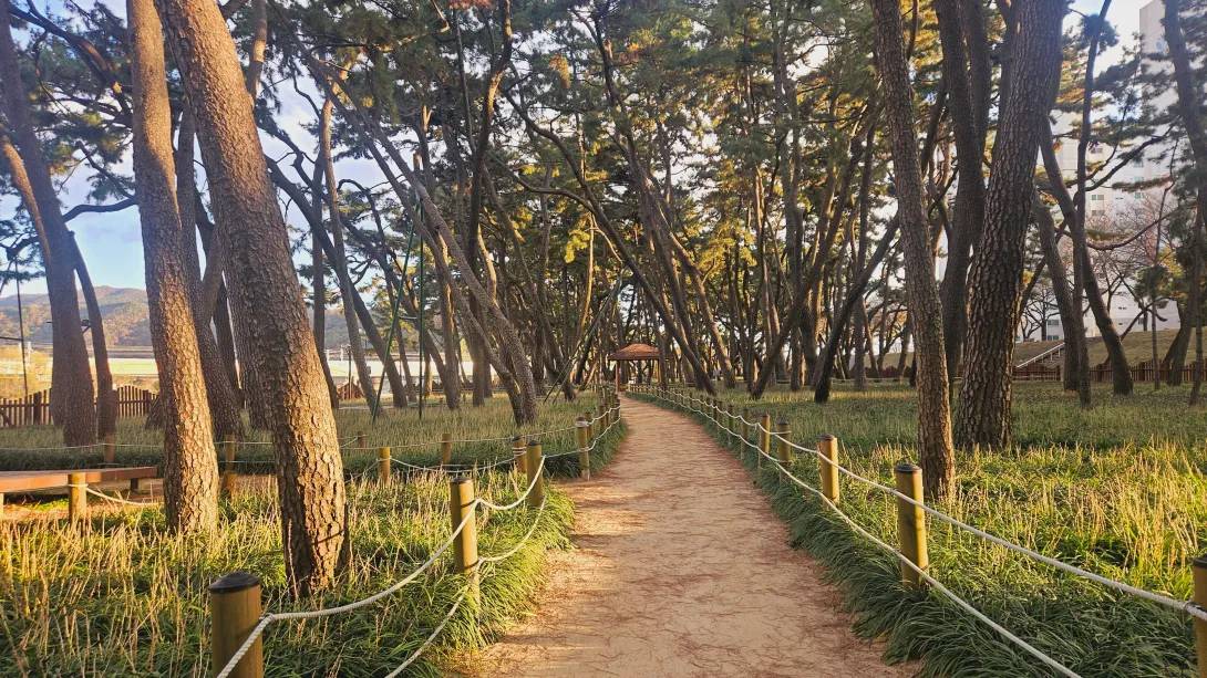 밀양 맥문동 맨발걷기