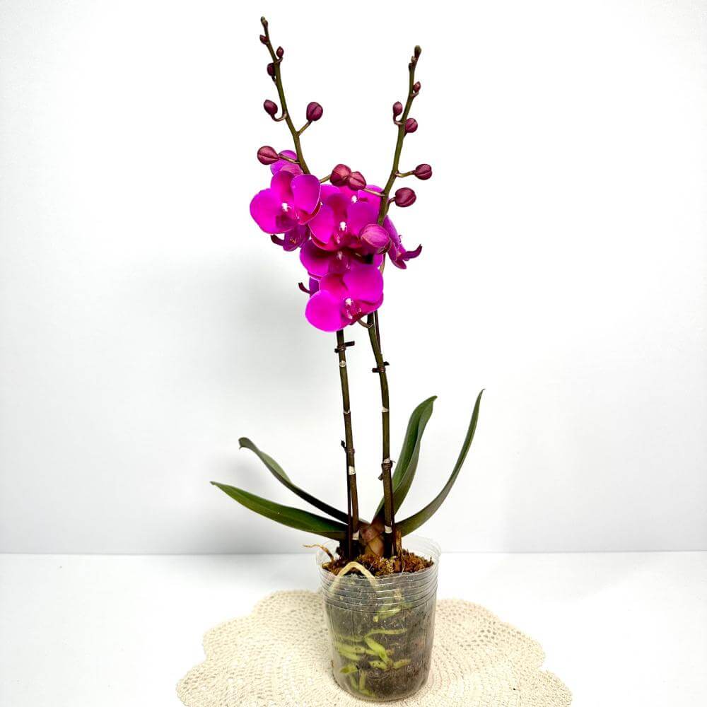 호접란 키우는 방법