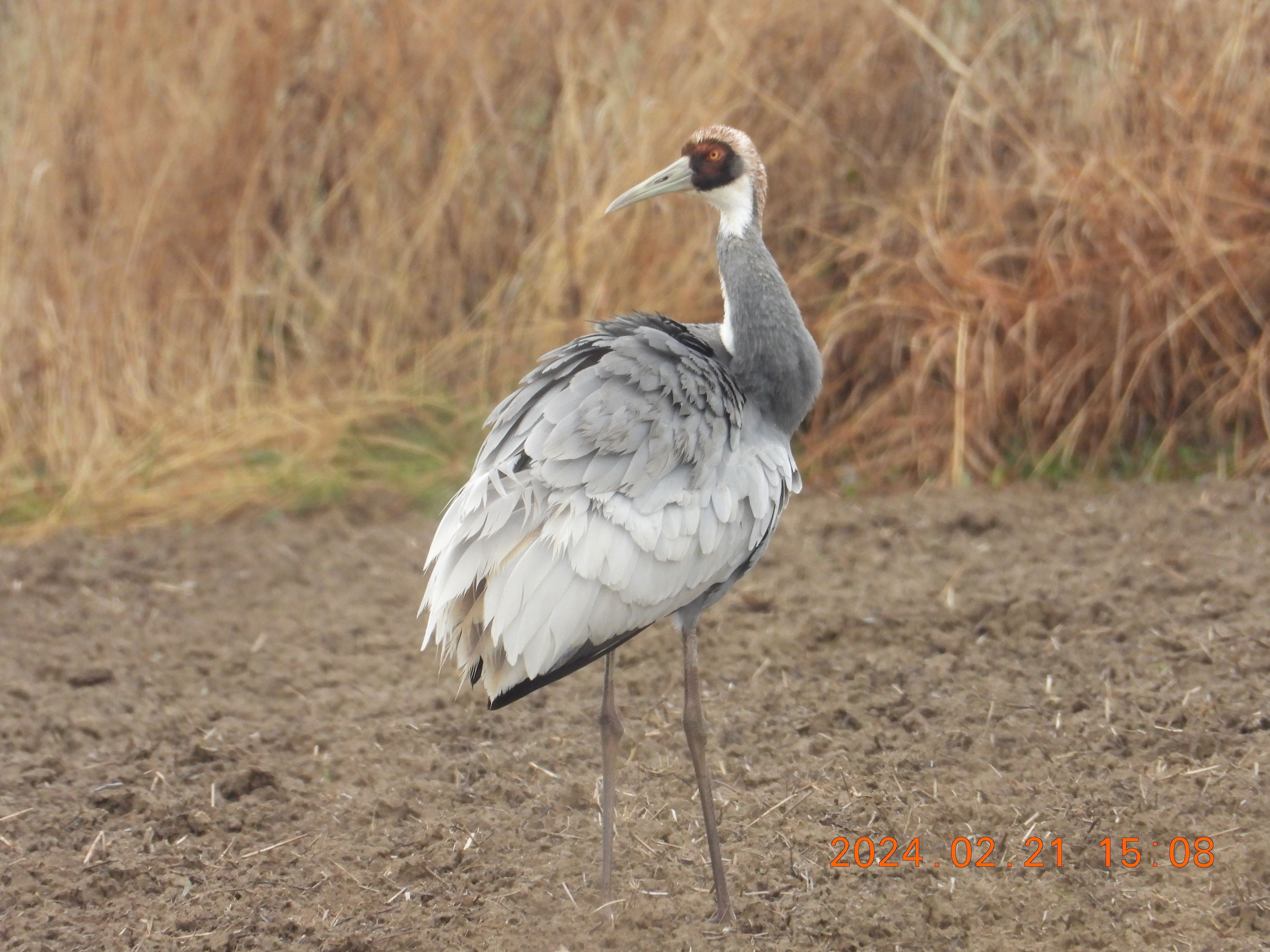 재두루미, 한국 겨울을 지키는 하늘의 보물|멸종위기 야생동물 1급