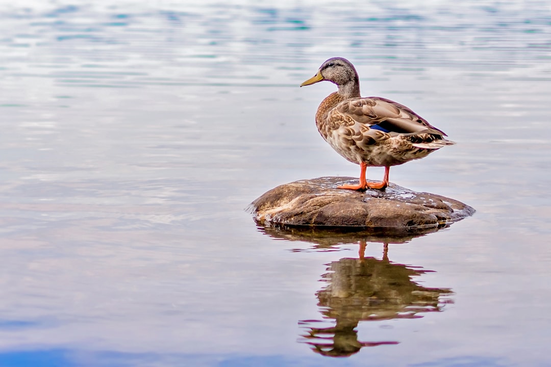 Duck