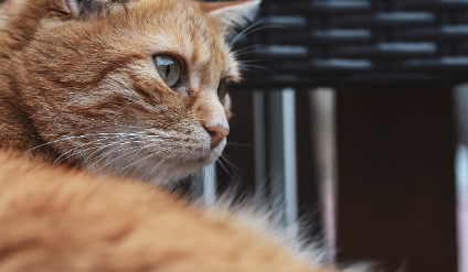 헤어볼 제거제란? 관련 사진