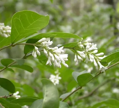 진한 향기에 취해버리는 이 꽃 산책로 옆 울타리 쥐똥나무_3