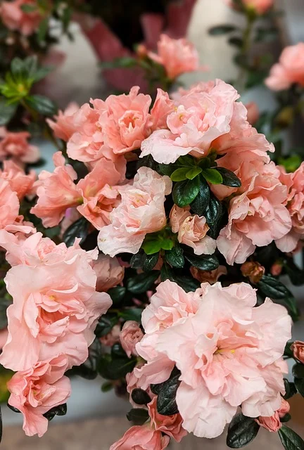 남이섬벚꽃축제