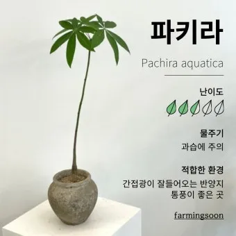 파키라 키우기 분갈이 뿌리관리 물주기간격 쉬운 관리법_9