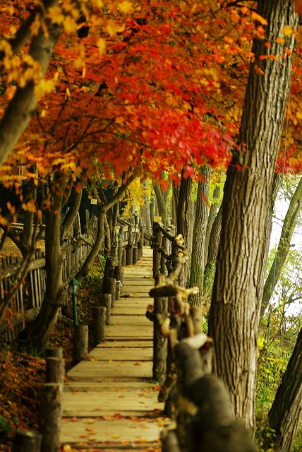 남이섬