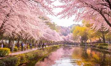 2026 벚꽃 개화시기 서울