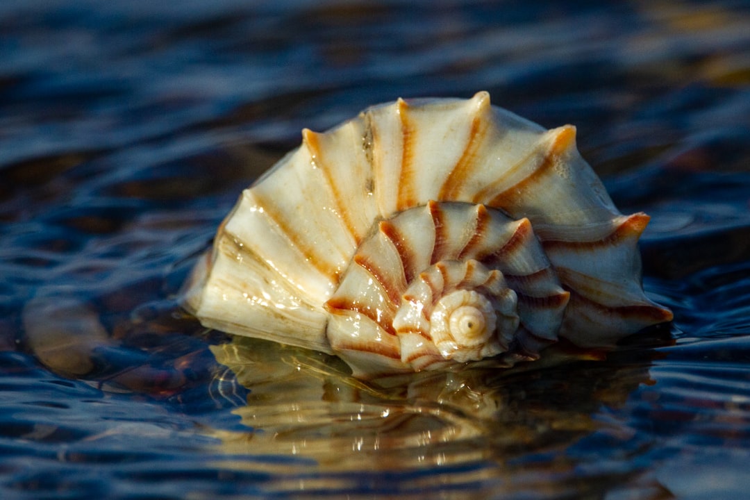 Nautilus