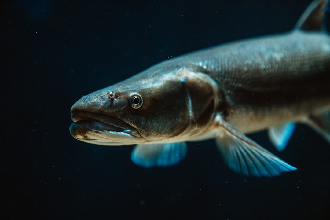 Trout