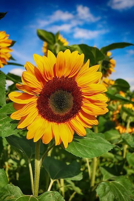 태백 해바라기 축제
